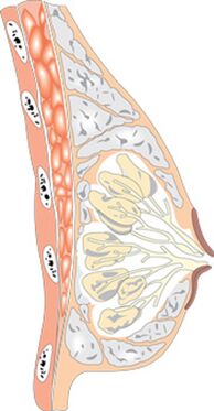 A estrutura do seio feminino